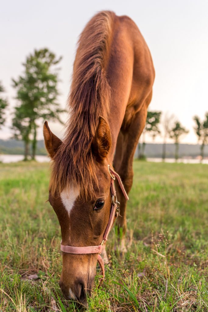 Complémenter l&rsquo;alimentation du cheval : les clés pour réussir
